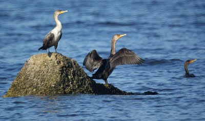 Cormorant