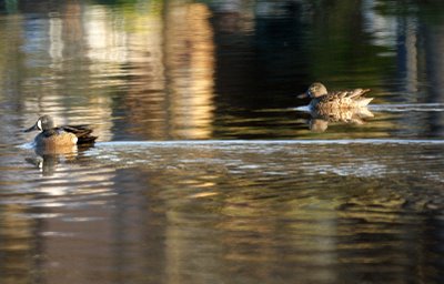 Blue-Winged Teals