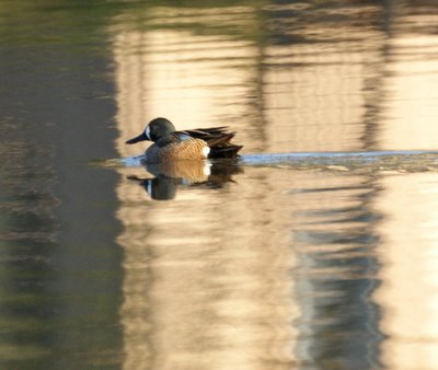 Blue-Winged Teal