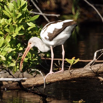 Ibis