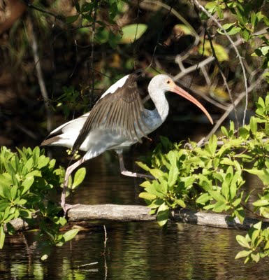 Ibis