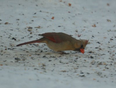 Northern Cardinal,