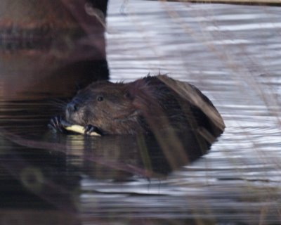 Beaver Eating