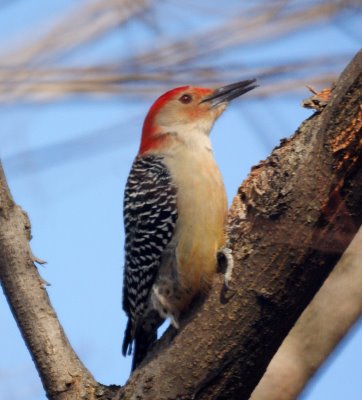 Red Bellied Woodpecker