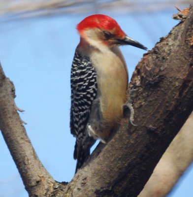 Red Bellied Woodpecker