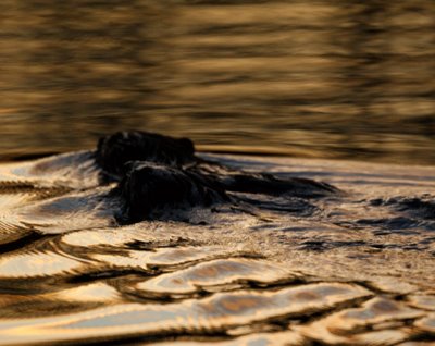 Two Beavers