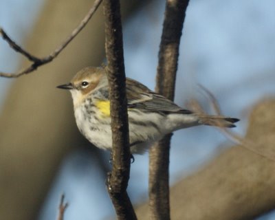 Yellow-Rumped Warbler