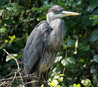 Blue Heron