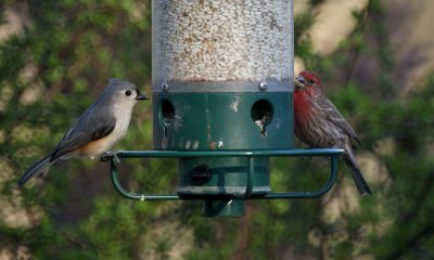 House Finch, Tufted Titmouse
