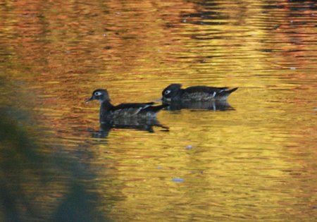 Female Wood Ducks