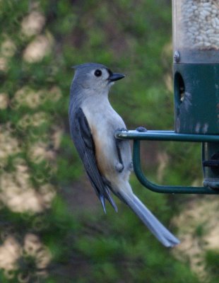 Tufted Titmouse