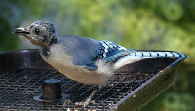 Blue Jay