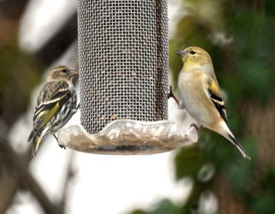 Pine Siskin and Goldfinch