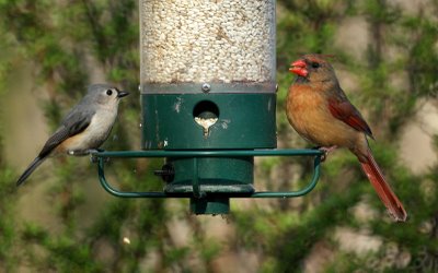 Tufted Titmouse and Northern Cardinal
