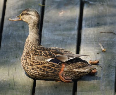 Mallard