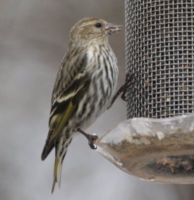 Pine Siskin