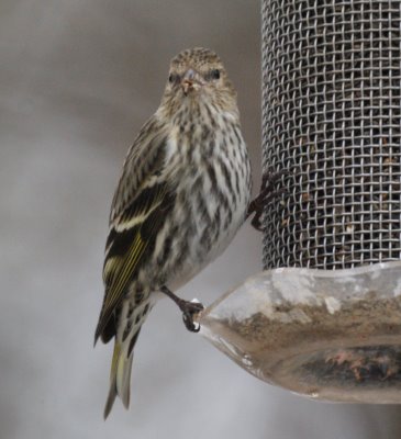 Pine Siskin