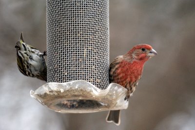 Pine Siskin and house finch