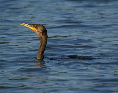 Cormorant