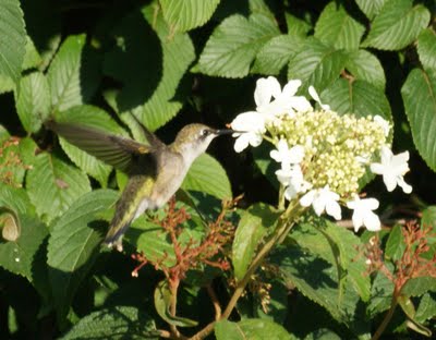 Hummingbird