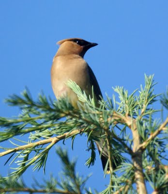 Cedar Waxwing