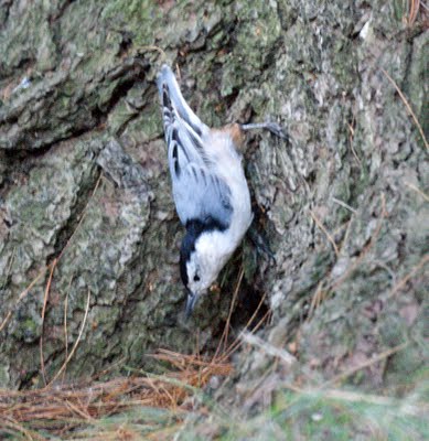 Nuthatch