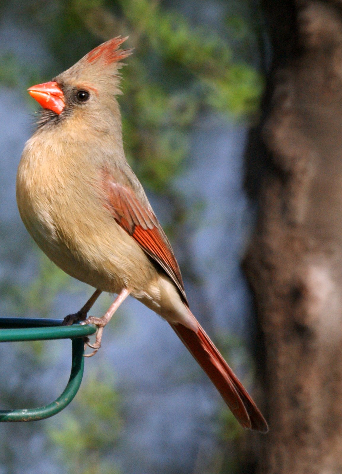 nj cardinals