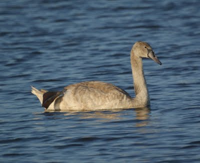 Mute Swan