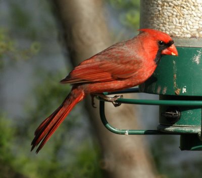 Northern Cardinal