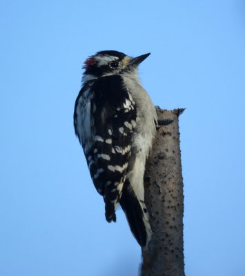 Downy Woodpecker