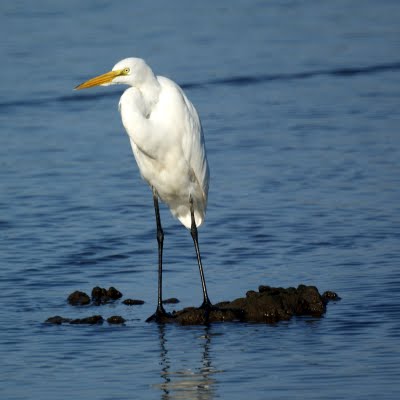 Great Egret