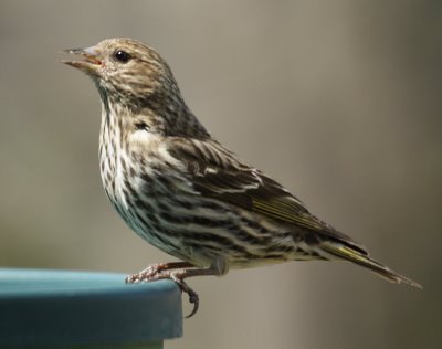 Pine Siskin