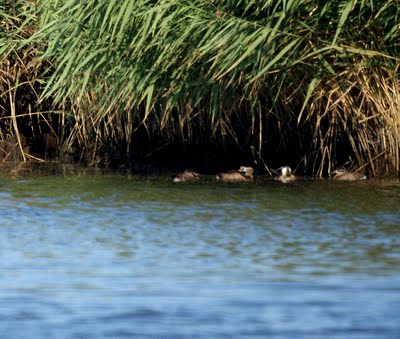 Ruddy Ducks