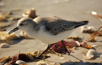 Sanderling