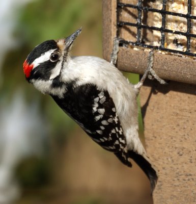 Downy Woodpecker