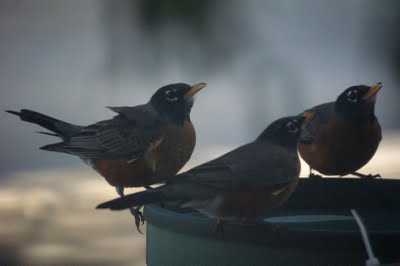 Robins