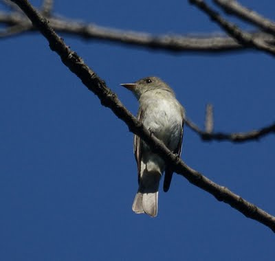 Eastern Phoebe