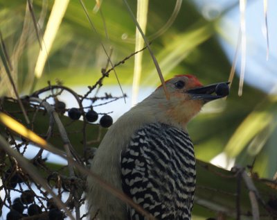 Red Bellied Woodpecker