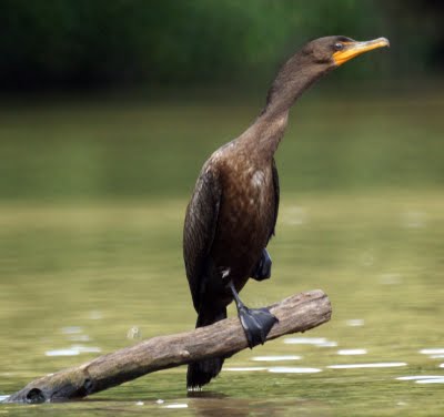 Cormorant