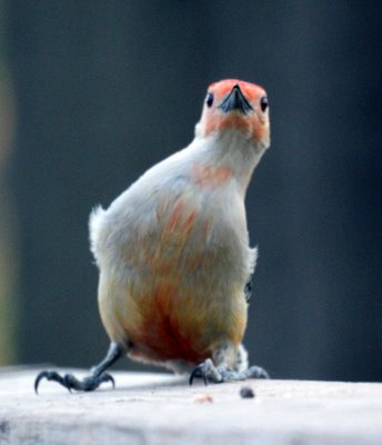 Red Bellied Woodpecker