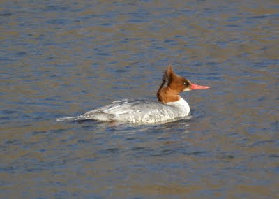 Common Merganser