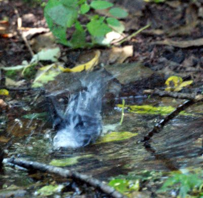 Black and White Warbler having a bath