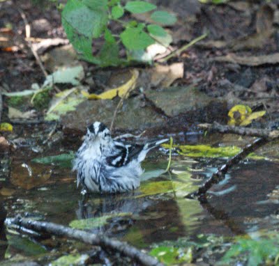 Black and White Warbler having a bath