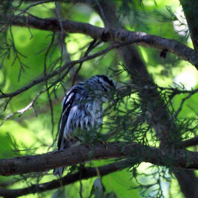 Black and White Warbler