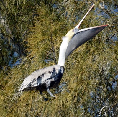 Brown Pelican