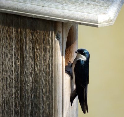 Barn Swallow