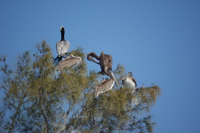 Brown Pelicans