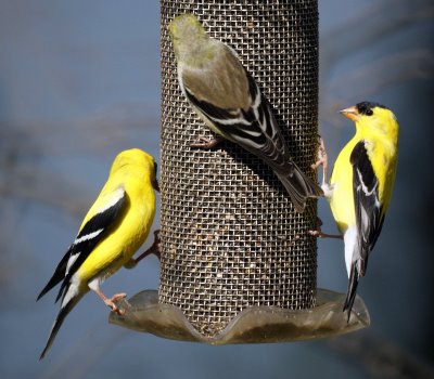 Goldfinch