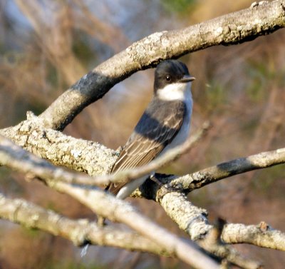 Eastern Kingbird