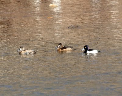 Ring-necked Duck